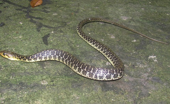 10-top-10-non-venomous-snakes-in